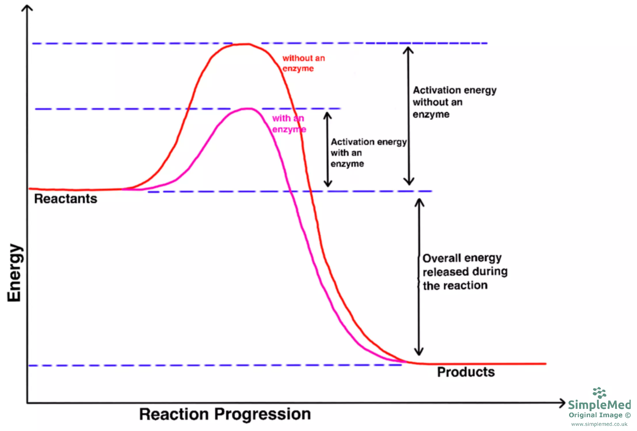 Graph of Enzymes and Activation Energy SimpleMed Graph of Enzymes and Activation Energy SimpleMed