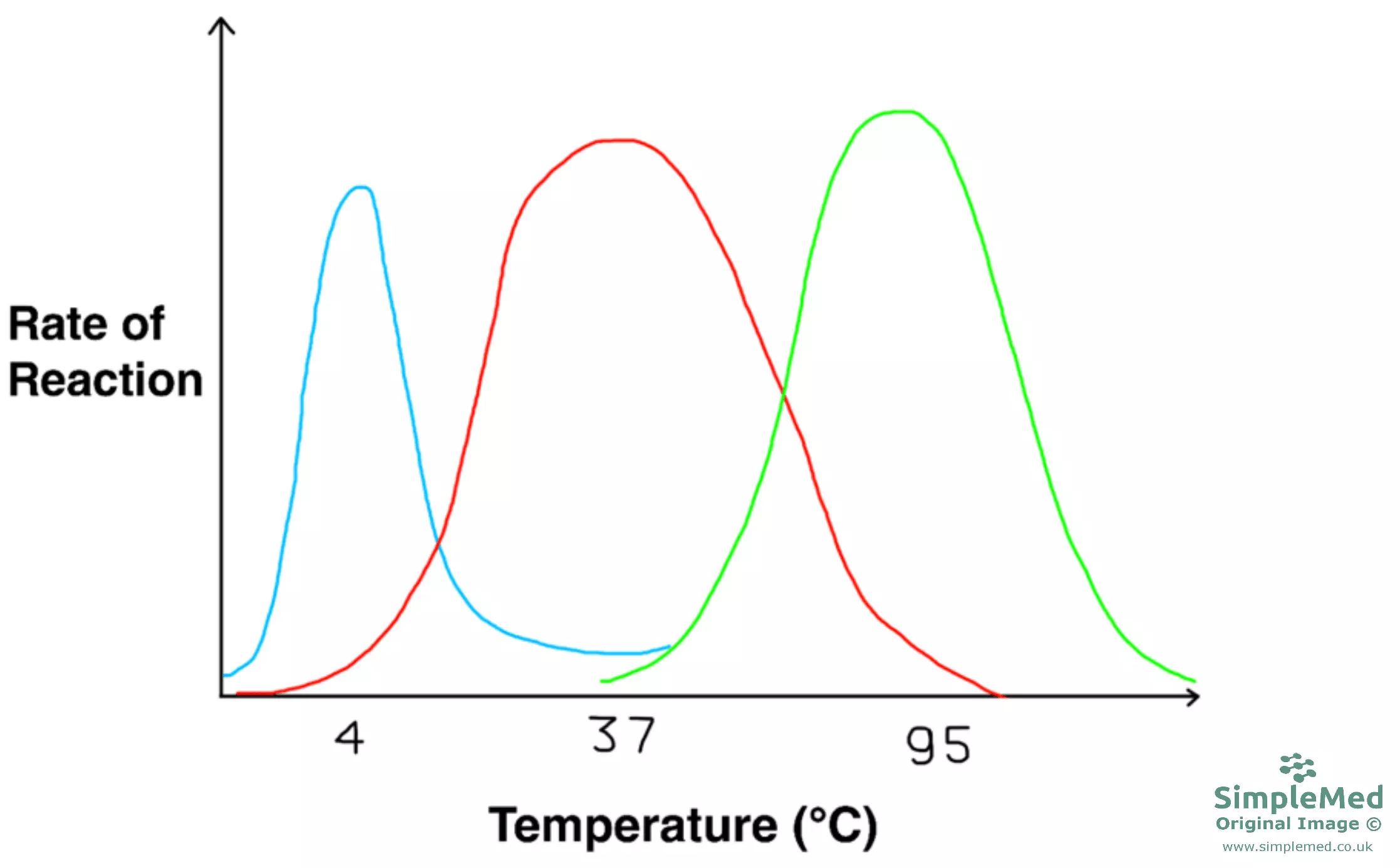 Graph of Different Enzyme Optimum Temperatures SimpleMed Graph of Different Enzyme Optimum Temperatures SimpleMed