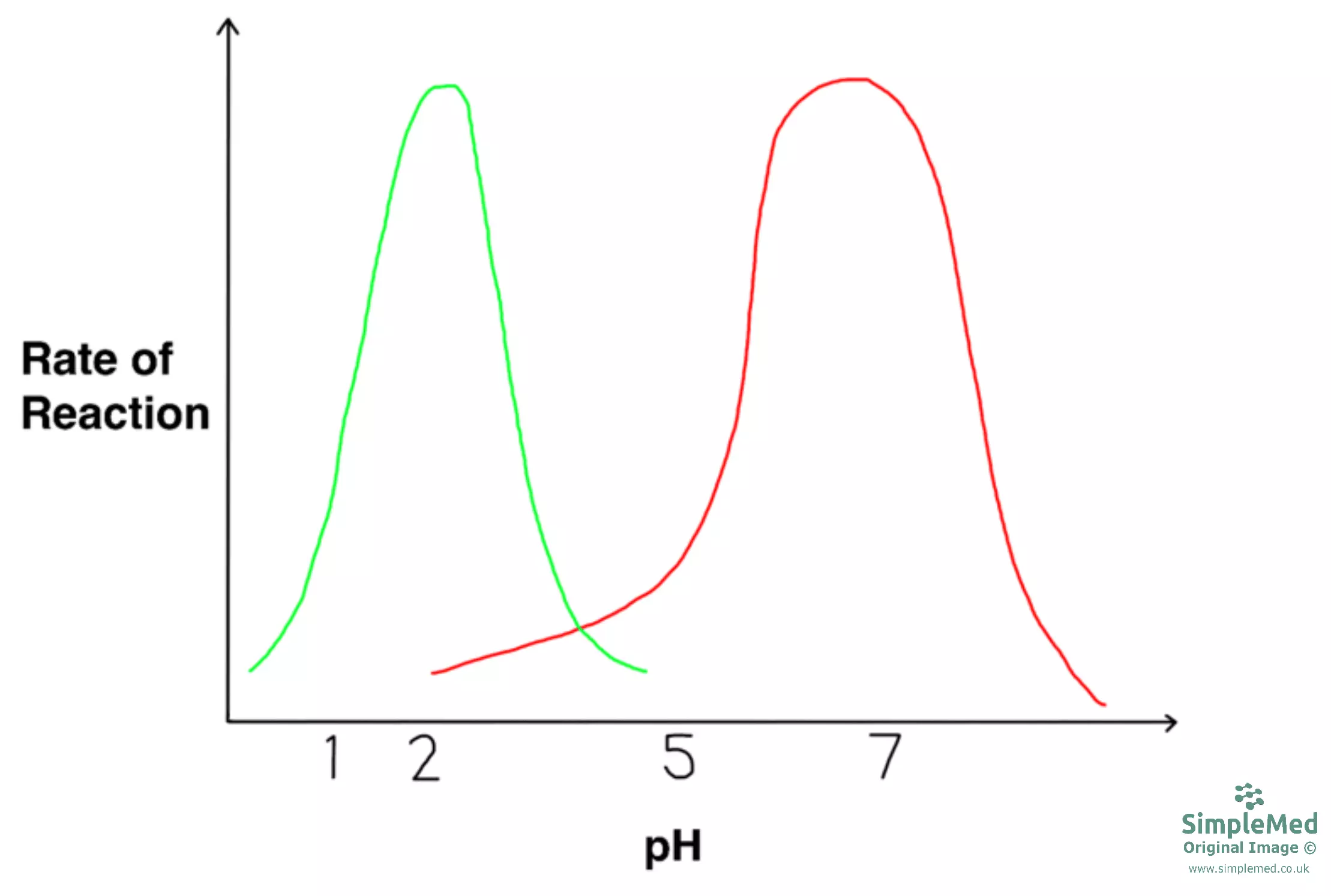 Enzyme Activity With Changes in pH Graph SimpleMed Enzyme Activity With Changes in pH Graph SimpleMed