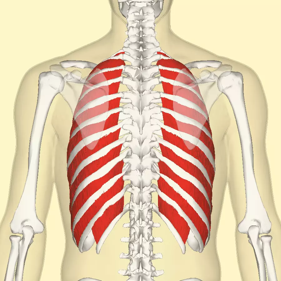 External Intercostal Muscles SimpleMed