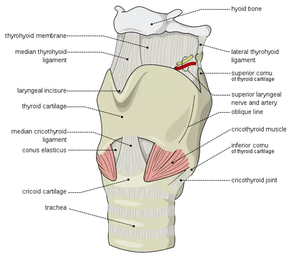 External Laryngeal Cartilages and Membranes SimpleMed