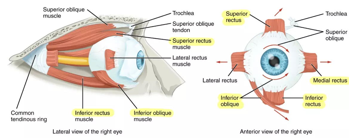 Oculomotor Nerve Muscles SimpleMed Oculomotor Nerve Muscles SimpleMed