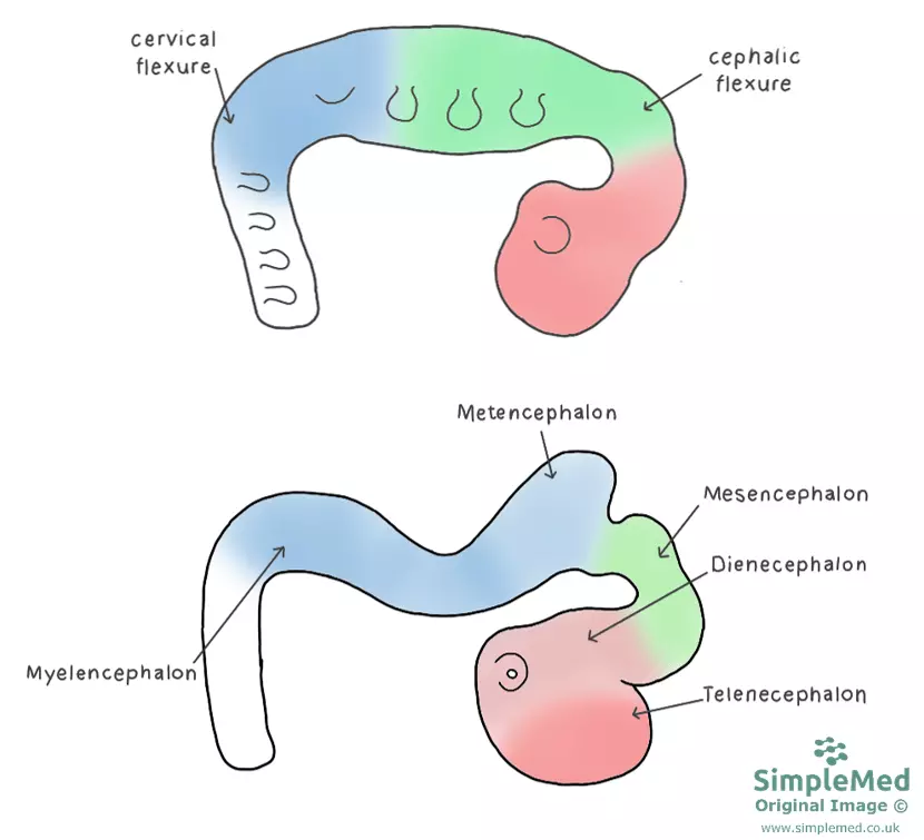 The Flexures of the Brain SimpleMed The Flexures of the Brain SimpleMed