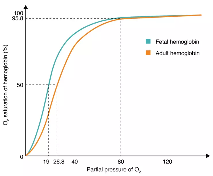 Foetal Haemoglobin Oxygen Disassociation Curve SimpleMed Foetal Haemoglobin Oxygen Disassociation Curve SimpleMed