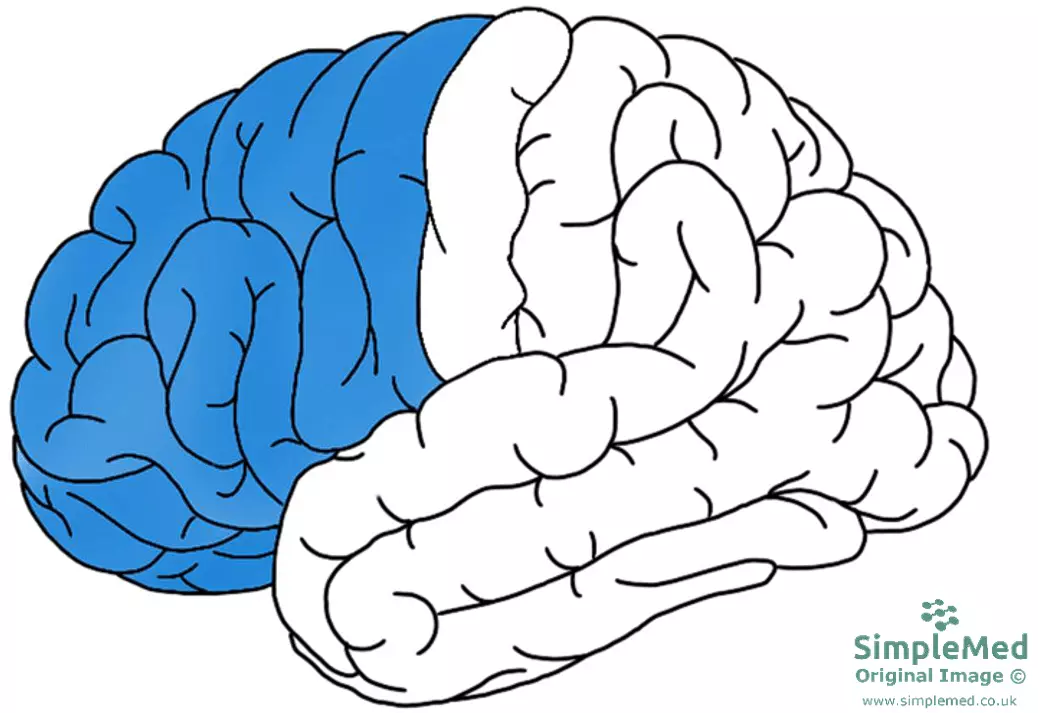 The Frontal Lobe SimpleMed The Frontal Lobe SimpleMed