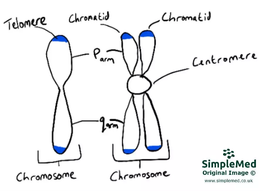 Chromosome Structure SimpleMed Chromosome Structure SimpleMed