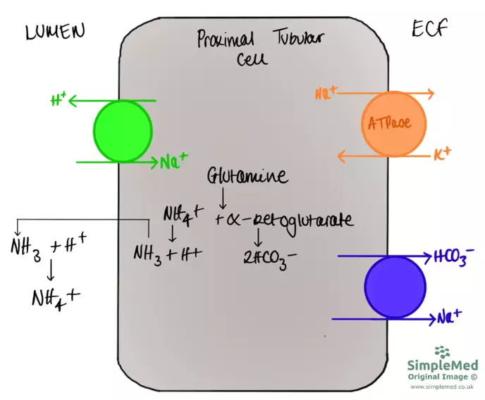 Glutamine Breakdown by PCT Cells SimpleMed Glutamine Breakdown by PCT Cells SimpleMed