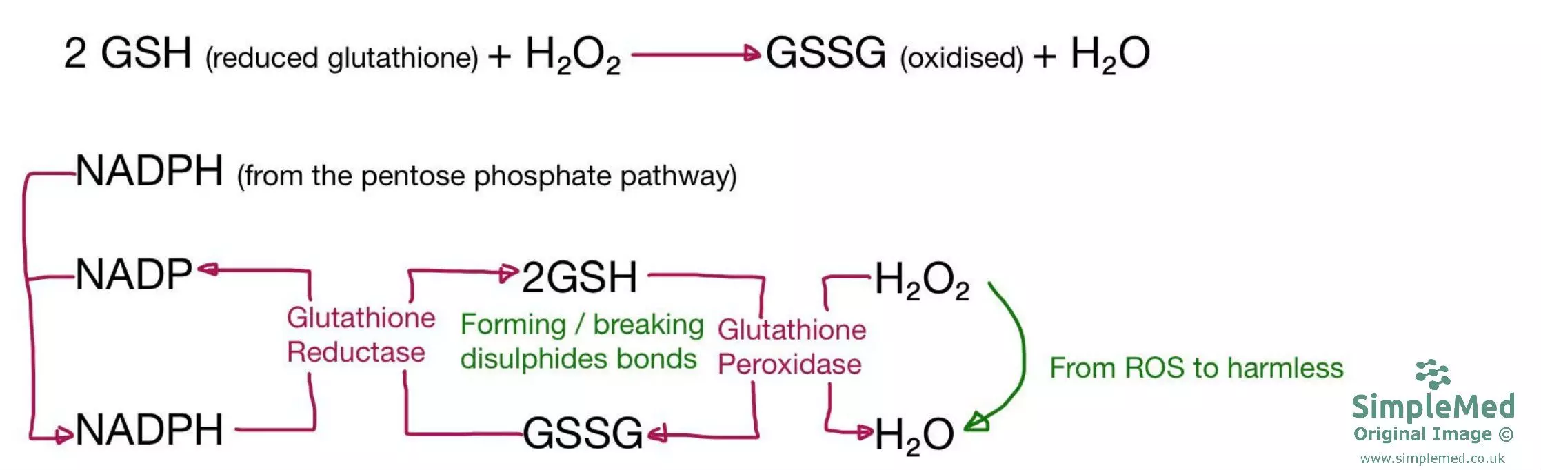 Glutathione Pathway Diagram SimpleMed Glutathione Pathway Diagram SimpleMed
