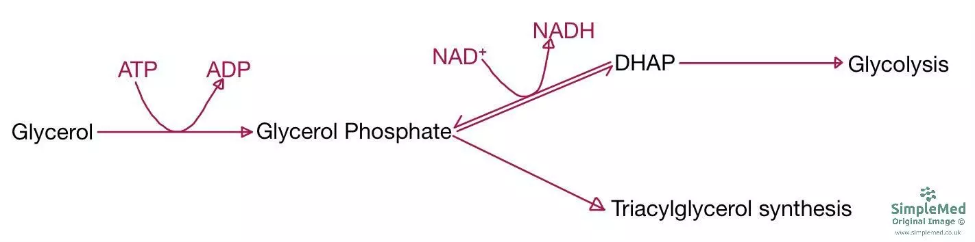 Glycerol Equation SimpleMed