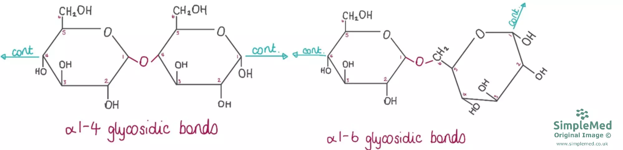 Glycogen Structure and Glycosidic Bonds SimpleMed
