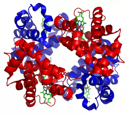 Haemoglobin Structure SimpleMed Haemoglobin Structure SimpleMed