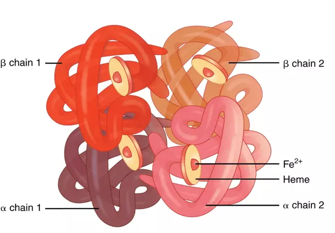 Haemoglobin Structure SimpleMed Haemoglobin Structure SimpleMed