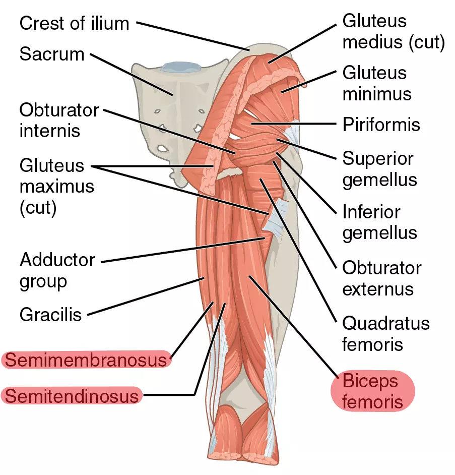 Hamstring Muscles SimpleMed Hamstring Muscles SimpleMed