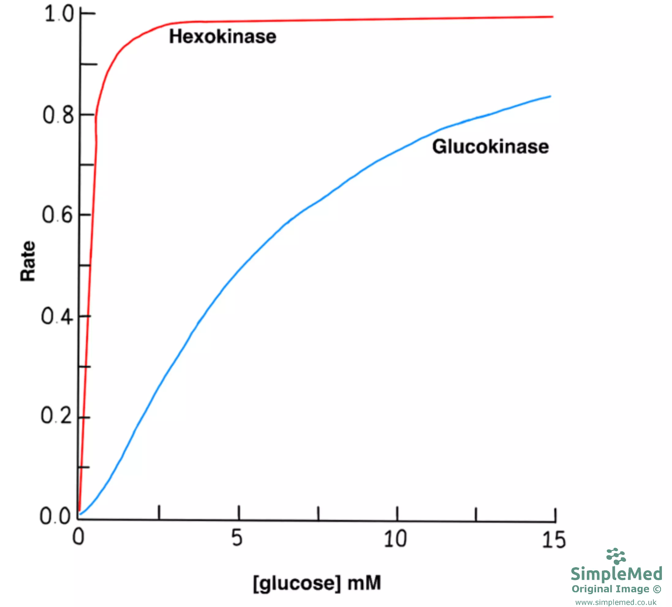 Hexokinase vs Glucokinase Graph SimpleMed Hexokinase vs Glucokinase Graph SimpleMed
