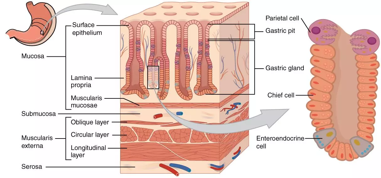 Histology of the Stomach SimpleMed Histology of the Stomach SimpleMed