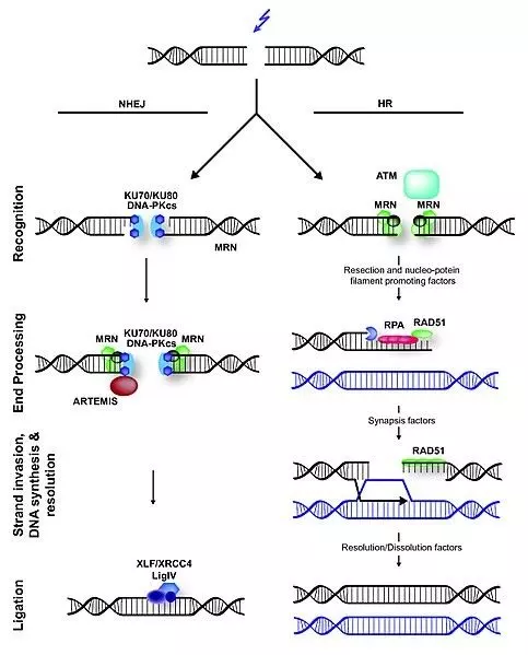 Homologous and Non-Homologous DNA Repair SimpleMed Homologous and Non-Homologous DNA Repair SimpleMed