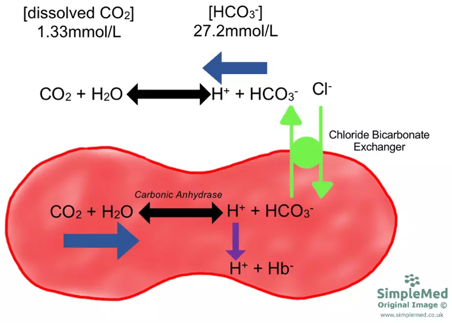 Hydrogen Carbonate Concentration the Association with Red Blood Cells SimpleMed