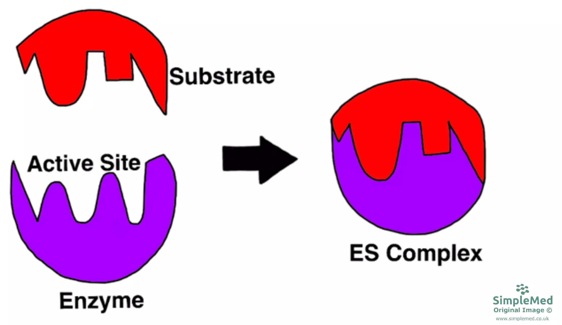 Induced Fit Hypothesis Diagram SimpleMed Induced Fit Hypothesis Diagram SimpleMed