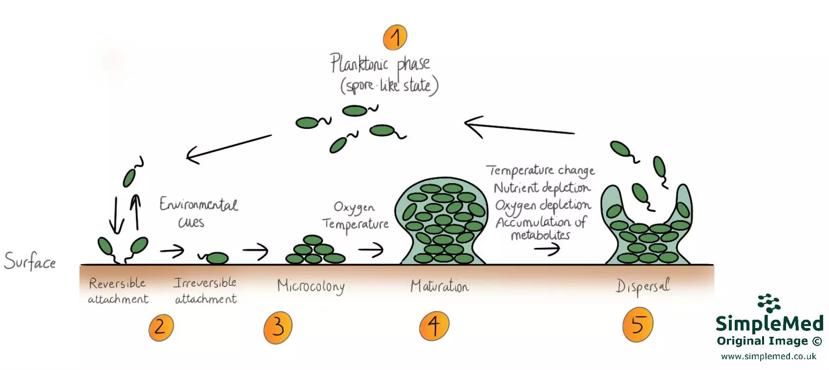 Biofilm formation steps SimpleMed Biofilm formation steps SimpleMed