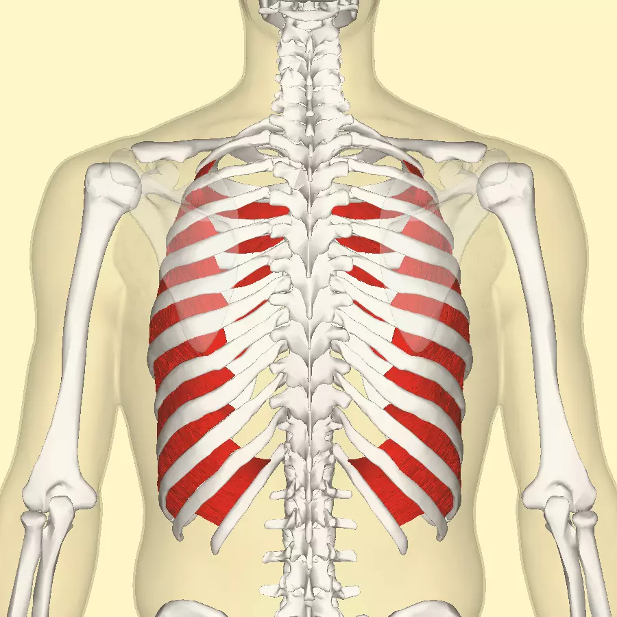 Internal Intercostal Muscles SimpleMed