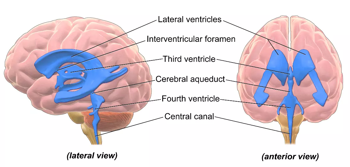 The Lie of the Ventricles in the Brain SimpleMed The Lie of the Ventricles in the Brain SimpleMed