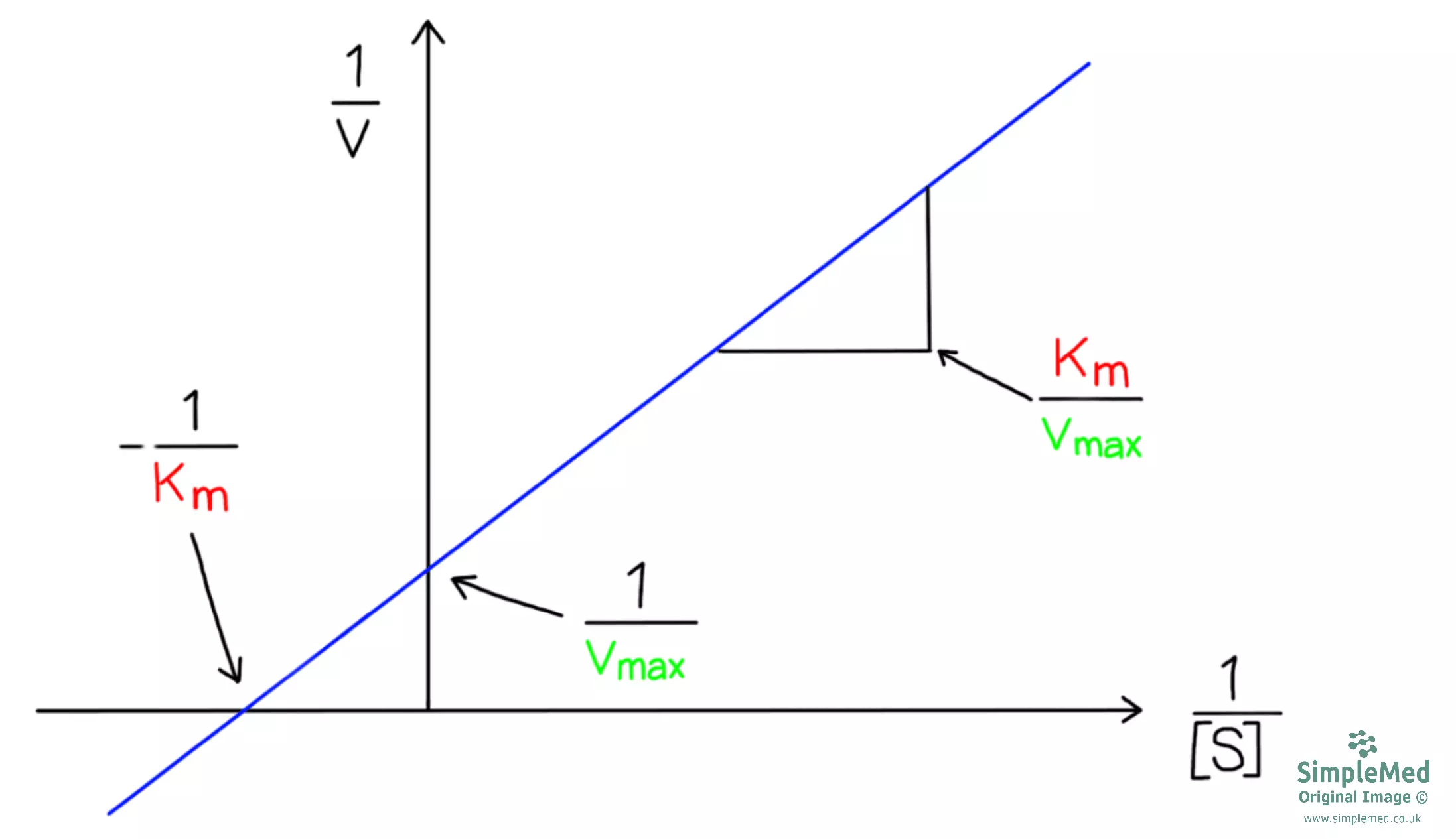 Lineweaver-Burk Plot Graph SimpleMed Lineweaver-Burk Plot Graph SimpleMed