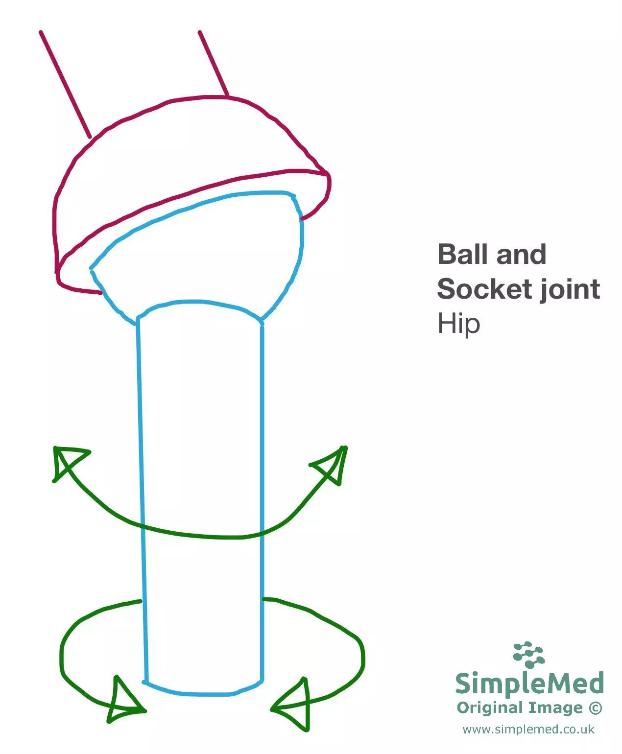 Ball and Socket Joint SimpleMed Ball and Socket Joint SimpleMed