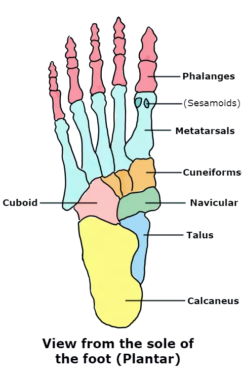 Bones of the Foot SimpleMed