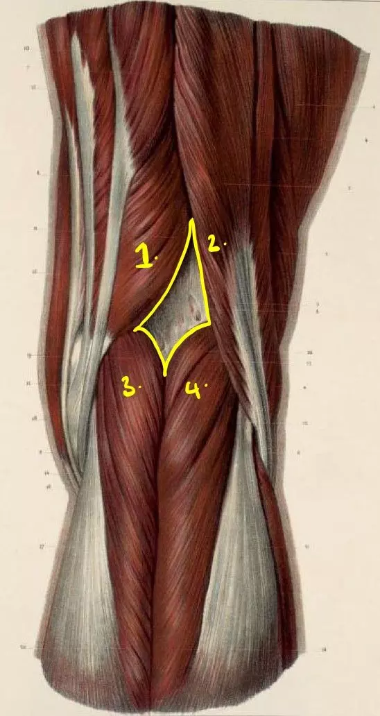 The Popliteal Fossa SimpleMed The Popliteal Fossa SimpleMed