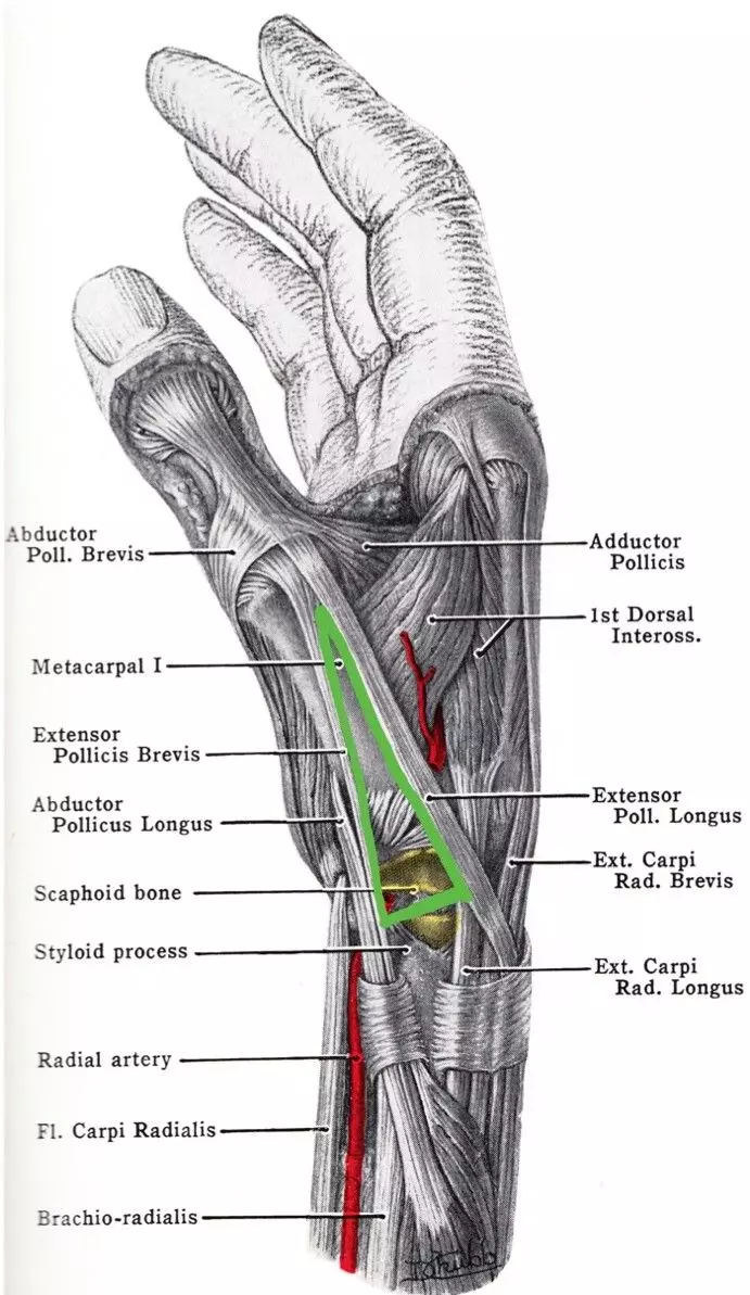 Radial Fossa SimpleMed Radial Fossa SimpleMed