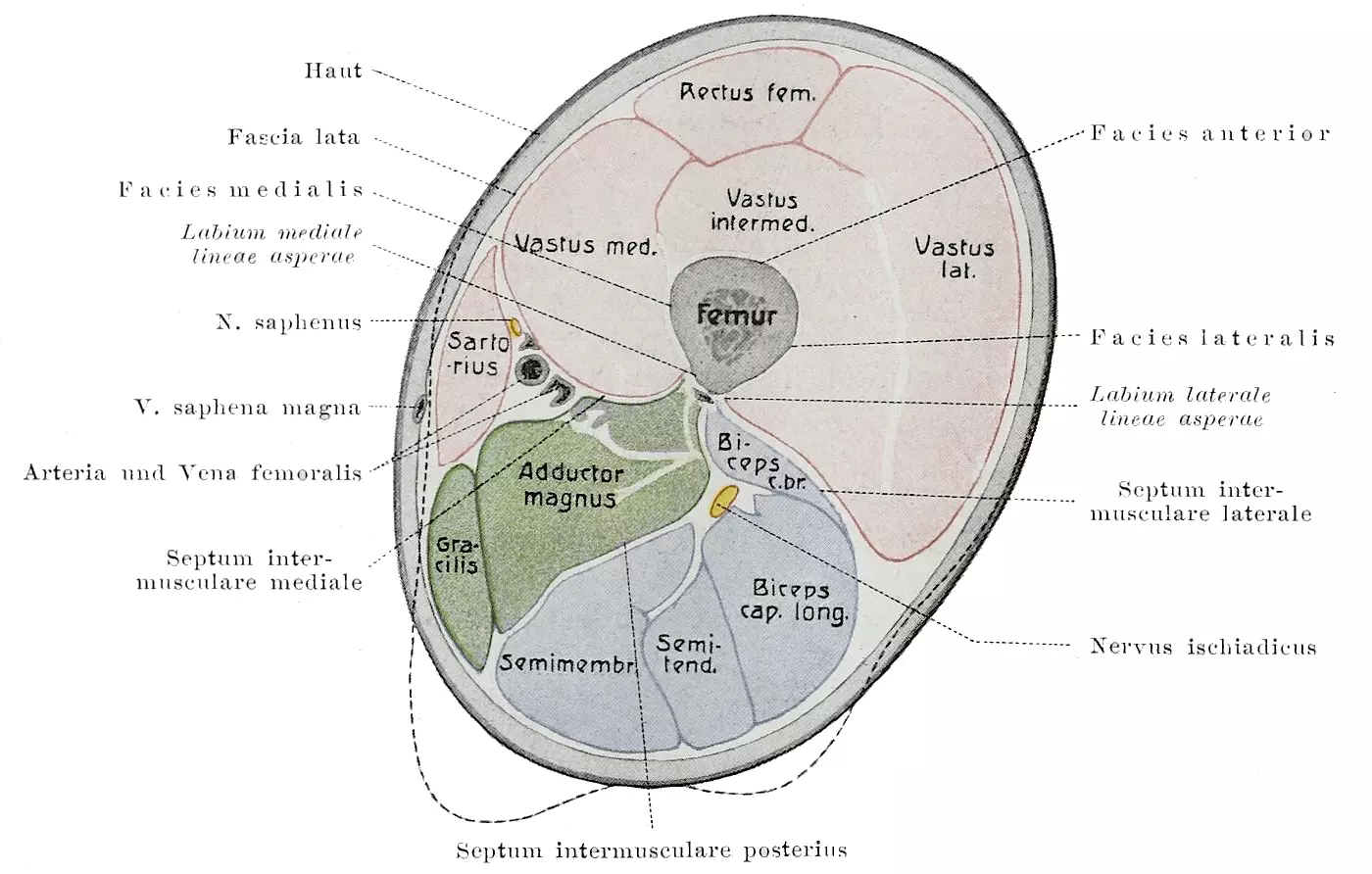 Thigh Muscle Compartments SimpleMed Thigh Muscle Compartments SimpleMed