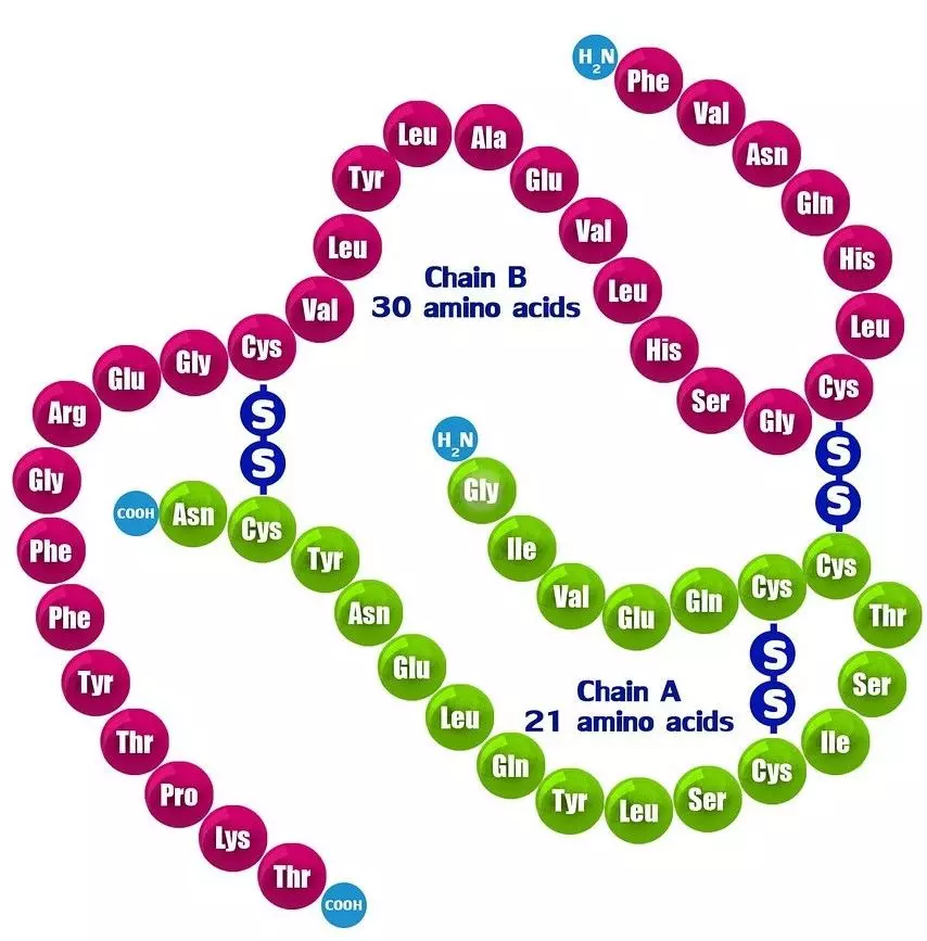 Mature Insulin Structure SimpleMed