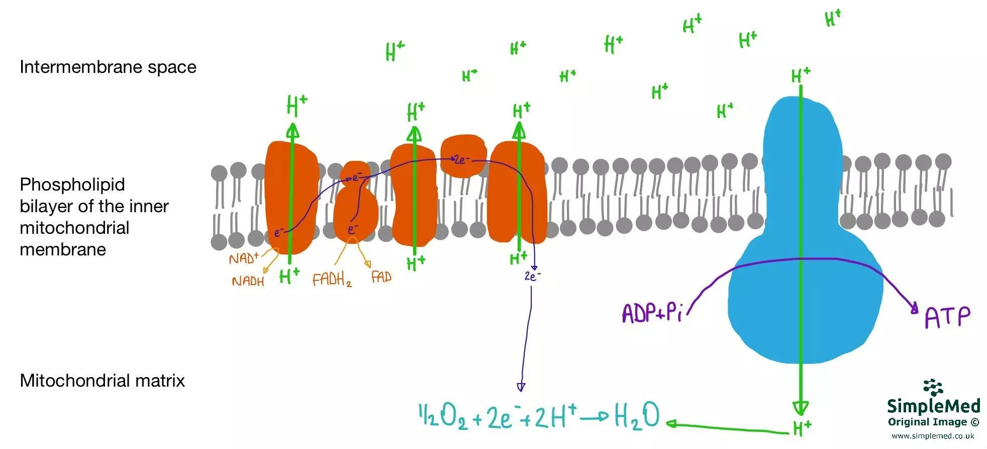 Oxidative Phosphorylation SimpleMed Oxidative Phosphorylation SimpleMed