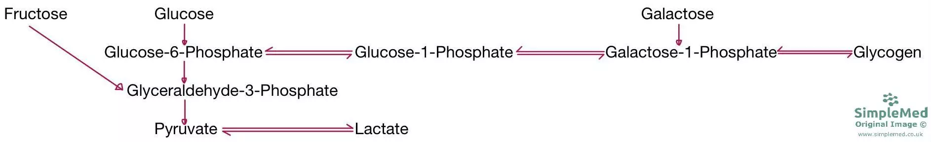 Relationship between Glycolysis and the Liver SimpleMed Relationship between Glycolysis and the Liver SimpleMed