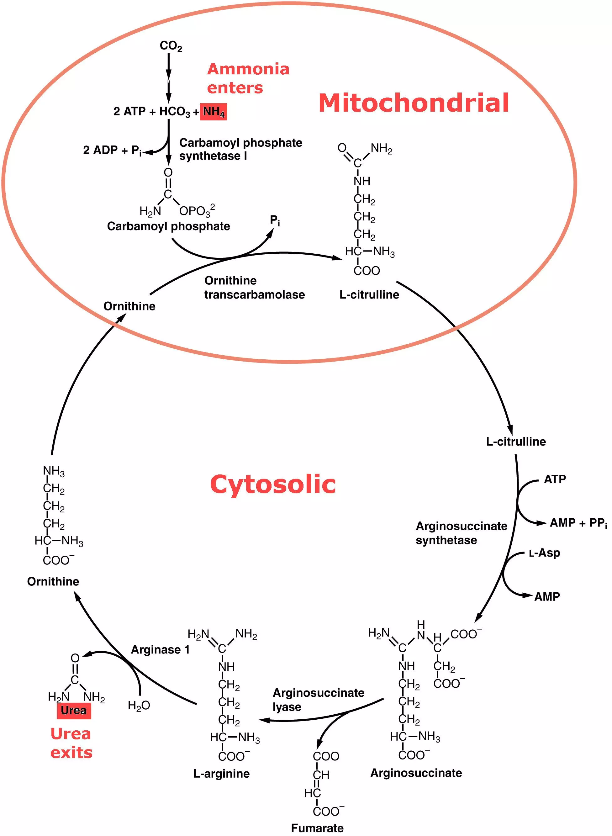 Urea Cycle SimpleMed Urea Cycle SimpleMed