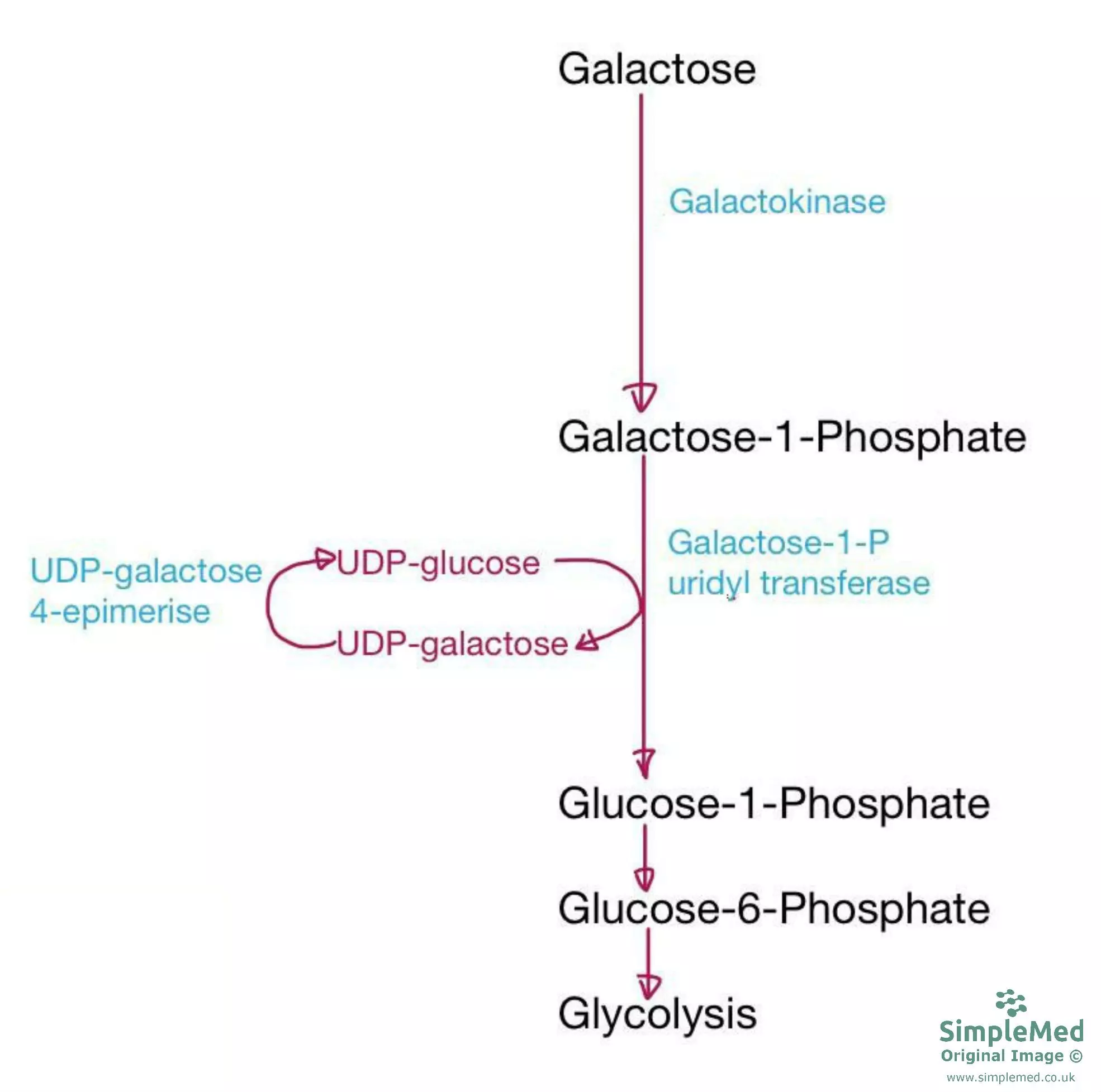 Metabolism of Galactose SimpleMed Metabolism of Galactose SimpleMed