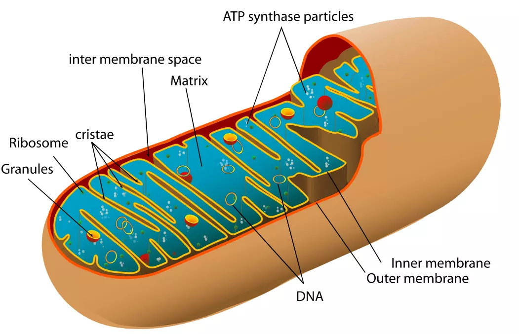 Mitochondria Structure SimpleMed Mitochondria Structure SimpleMed