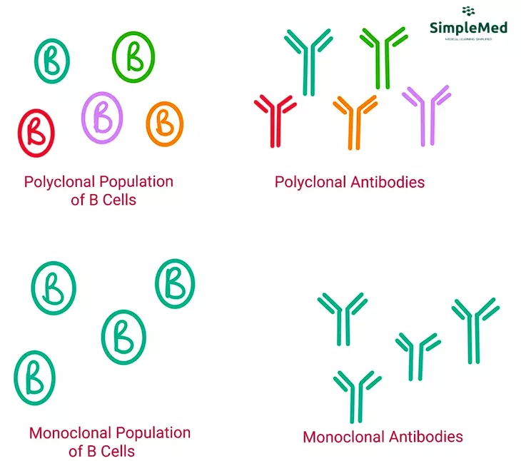 Monoclonal Antibodies SimpleMed