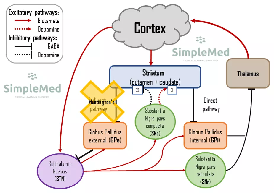 Motor Pathway in Huntington's Disease SimpleMed Motor Pathway in Huntington's Disease SimpleMed