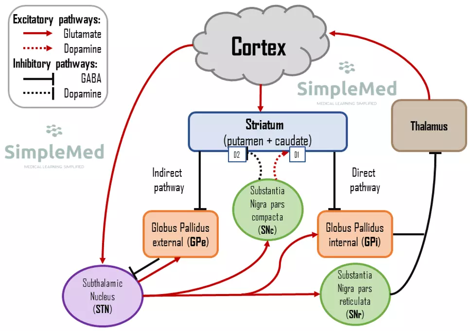 Motor Pathways in the Brain SimpleMed Motor Pathways in the Brain SimpleMed