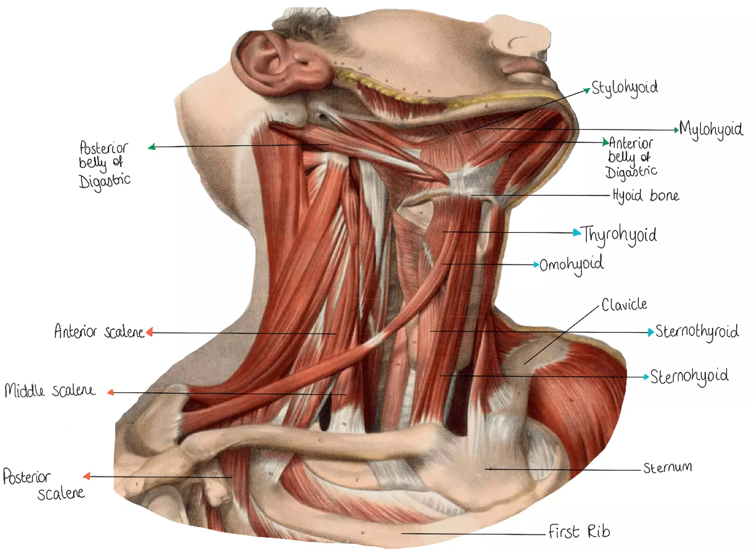 Muscles and Bones of the Neck SimpleMed Muscles and Bones of the Neck SimpleMed
