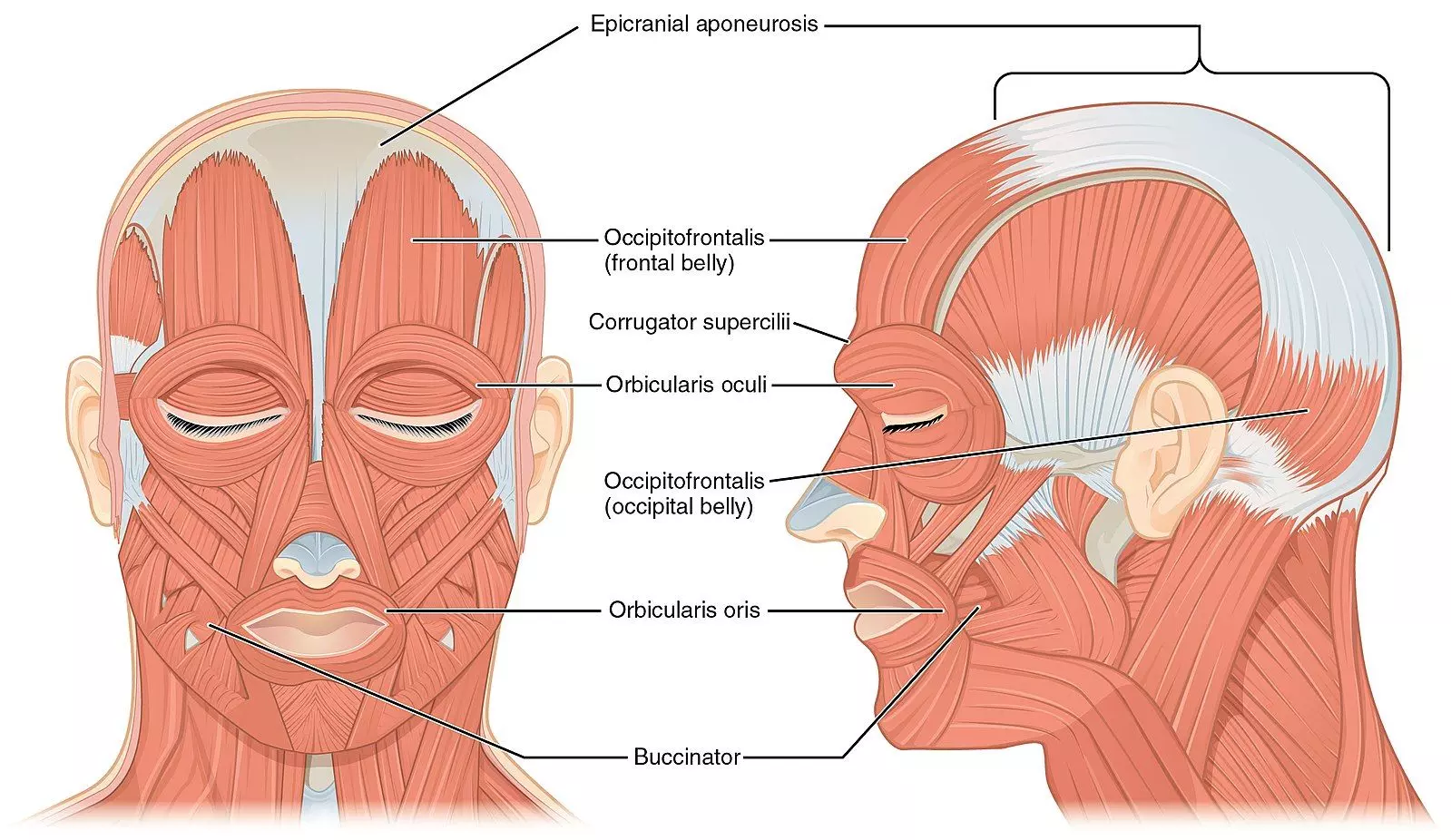Muscles of Facial Expression SimpleMed Muscles of Facial Expression SimpleMed