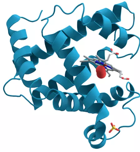 Myoglobin Structure SimpleMed Myoglobin Structure SimpleMed