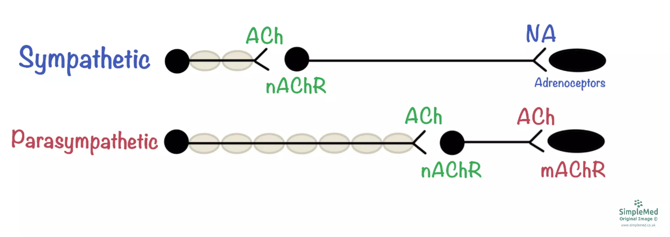 Autonomic Nervous System Neurotransmitters at Synapses Diagram SimpleMed Autonomic Nervous System Neurotransmitters at Synapses Diagram SimpleMed