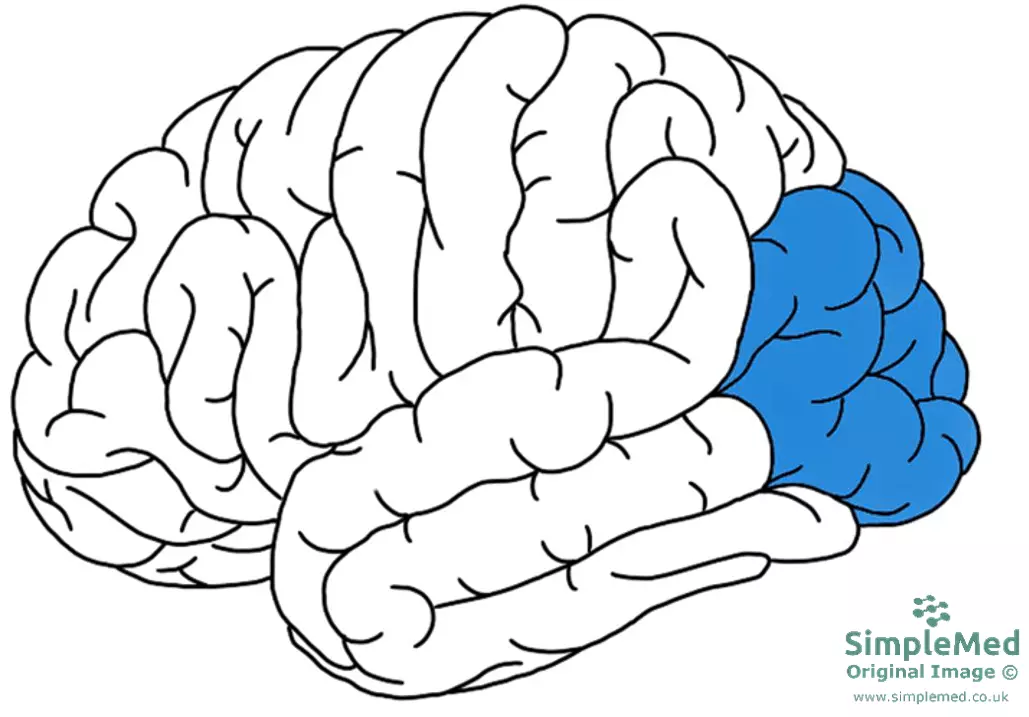 The Occipital Lobe SimpleMed The Occipital Lobe SimpleMed