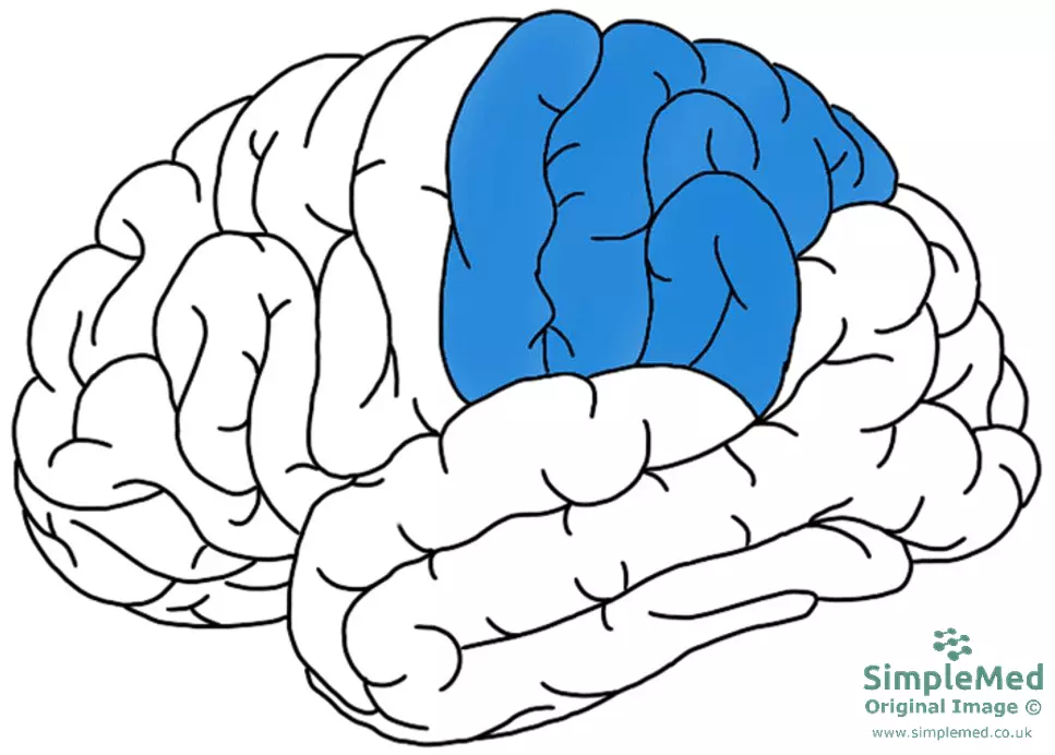 The Parietal Lobe SimpleMed The Parietal Lobe SimpleMed
