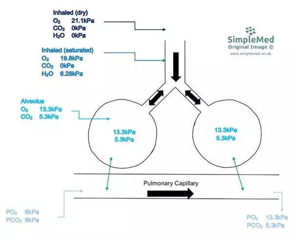 Partial Pressure in the Respiratory Tract and Pulmonary Capillaries SimpleMed Partial Pressure in the Respiratory Tract and Pulmonary Capillaries SimpleMed