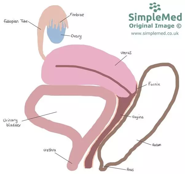 Pelvic Anatomy of the Uterus SimpleMed Pelvic Anatomy of the Uterus SimpleMed