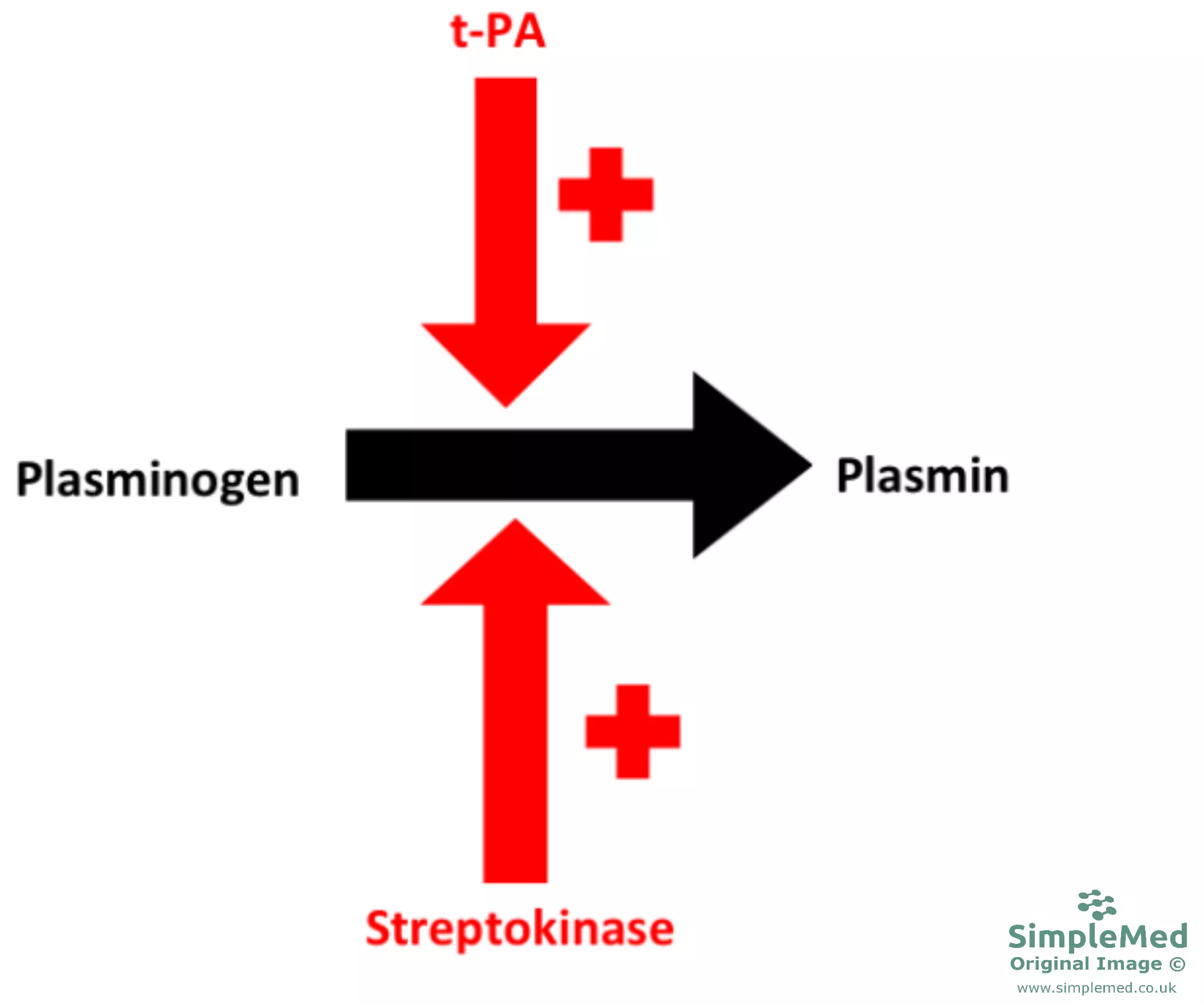 Plasminogen to Plasmin Diagram SimpleMed Plasminogen to Plasmin Diagram SimpleMed