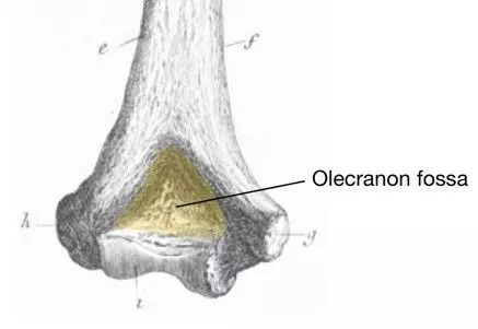 Posterior Distal Humerus Labelled Diagram SimpleMed Posterior Distal Humerus Labelled Diagram SimpleMed